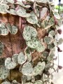 Ceropegia Wooda Variegata