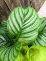 Calathea Orbifolia