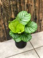 Calathea Orbifolia M