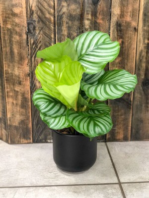 Calathea Orbifolia M, kalatea