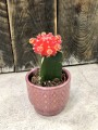 Gymnocalycium Japan Red