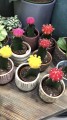 Gymnocalycium Japan