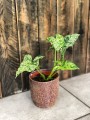 Syngonium Mottled Mojito
