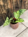 Syngonium Mottled Mojito