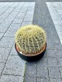 Echinocactus grusonii
