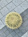 Echinocactus grusonii