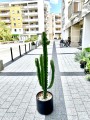 Euphorbia abbysynica wilczomlecz