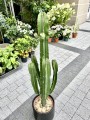 Euphorbia abbysynica