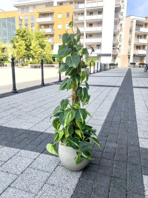 Philodendron scandens Brasil, filodendron L palik