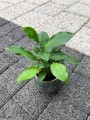 Fikus microcarpa ginseng bonsai