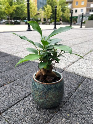 Ficus microcarpa ginseng bonsai, fikus