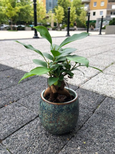 Ficus microcarpa ginseng bonsai