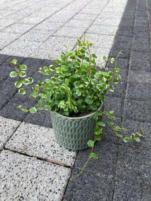 Ficus pumila White Sunny, fikus