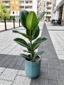 Fikus elastica Robusta