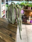 Hildewintera colademonis, kocie ogony