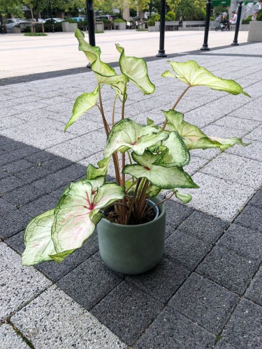 Caladium