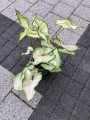 Caladium