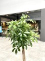Schefflera Arboricola na pniu