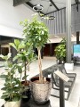 Schefflera Arboricola na pniu