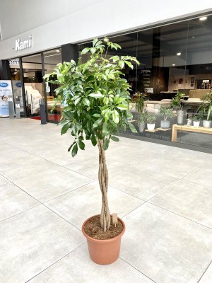 Schefflera arboricola, szeflera na pniu