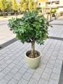 Szeflera Bonsai