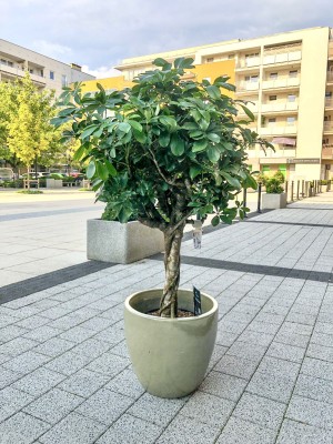 Schefflera bonsai, szeflera