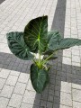 Alocasia Regal Shield