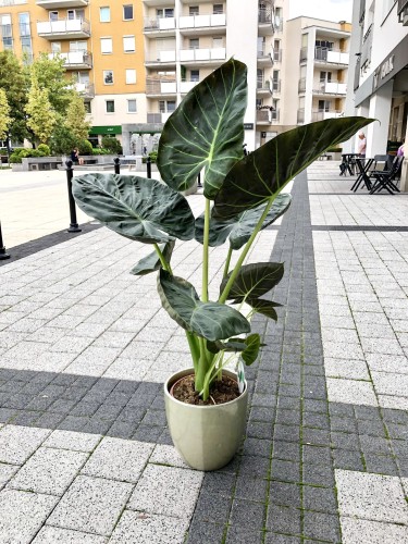Alocasia Regal Shield