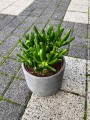 Crassula ovata Gollum