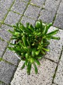 Crassula ovata Gollum