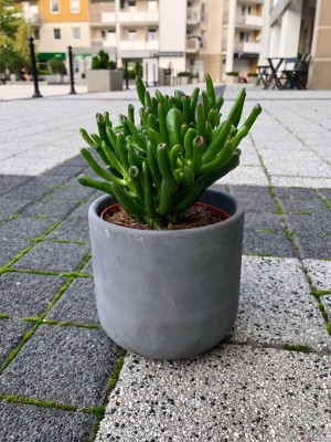 Crassula ovata Gollum, grubosz
