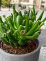 Crassula ovata Gollum