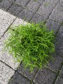Rhipsalis Cassutha Patyczak