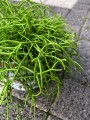 Rhipsalis Cassutha Patyczak