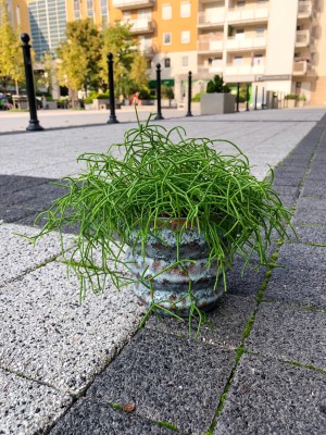 Rhipsalis cassutha, patyczak