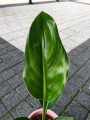 Strelitzia Reginae Rajski Ptak