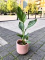 Strelitzia Reginae Rajski Ptak
