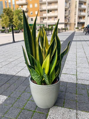 Sansevieria Golden Flame