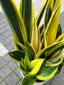 Sansevieria Golden Flame