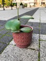 Hoya Kerrii pnącze