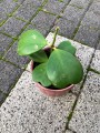 Hoya Kerrii