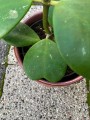 Hoya Kerrii