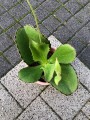 Kalanchoe synsepala