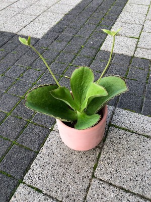 Kalanchoe synsepala, żyworódka