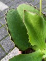 Kalanchoe synsepala