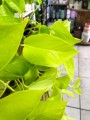 Epipremnum Golden Pothos