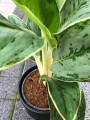 Aglaonema Cintho Queen