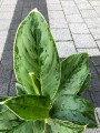 Aglaonema Cintho Queen