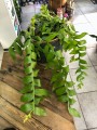 Epiphyllum chrysocardium Fishbone