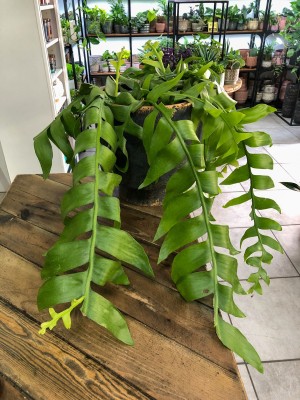 Epiphyllum chrysocardium Fishbone, epifilum